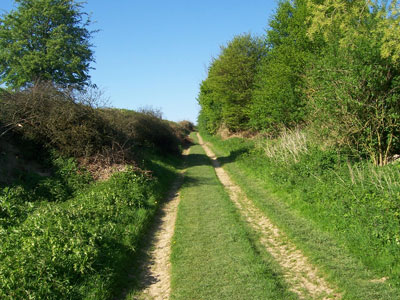The Sunken Lane